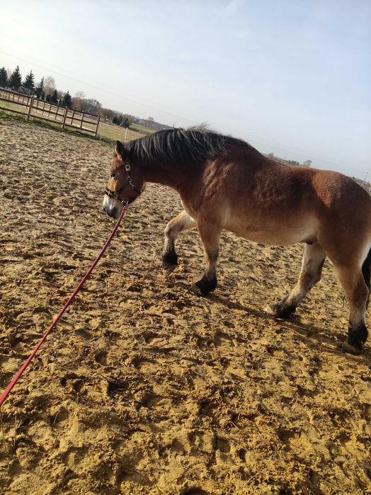 Sprzedam wałacha zimnokrwistego