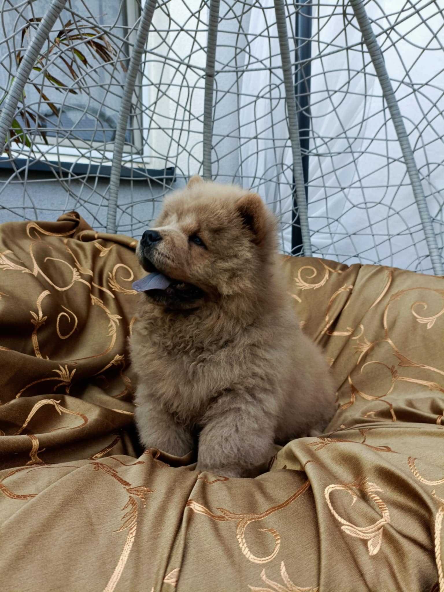 Wzorcowy Chow Chow rodzice FCI
