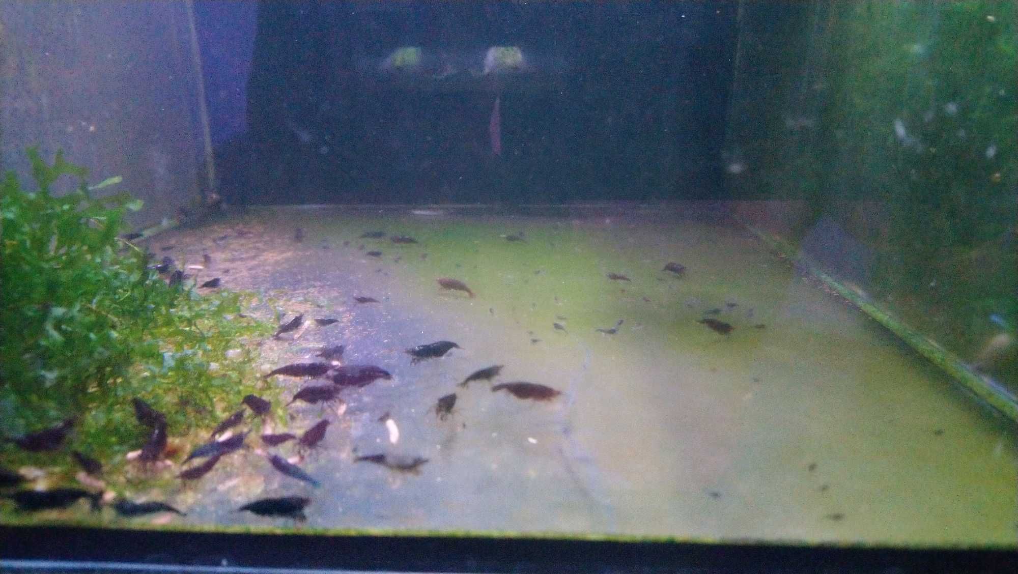 Krewetki Neocardina - linia Dark Rose
