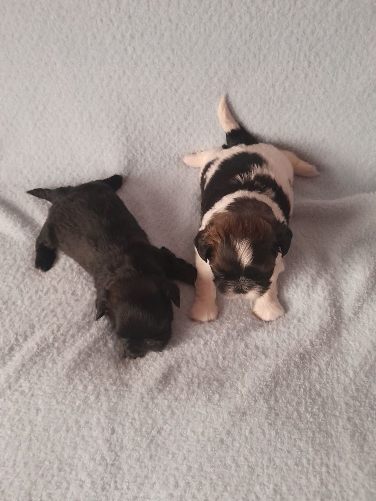 SHIH  TZU piesek