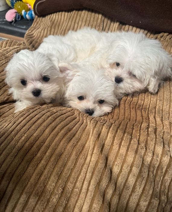 Maltańczyk Gotowy od 8 listopada