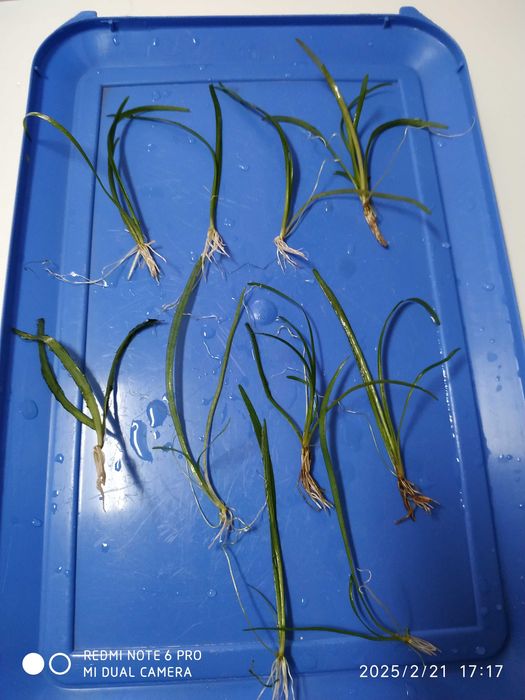 Aquário, plantas, escumador, iluminação,