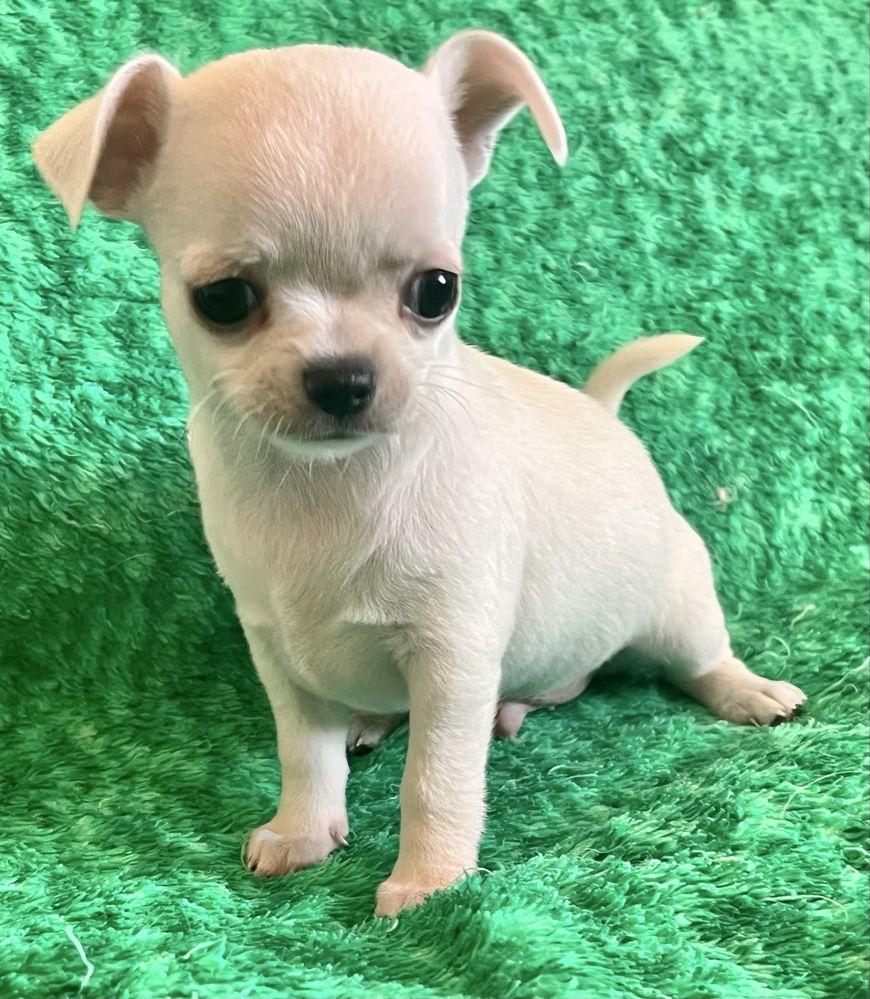 Chihuahua Macho  Pelo Curto