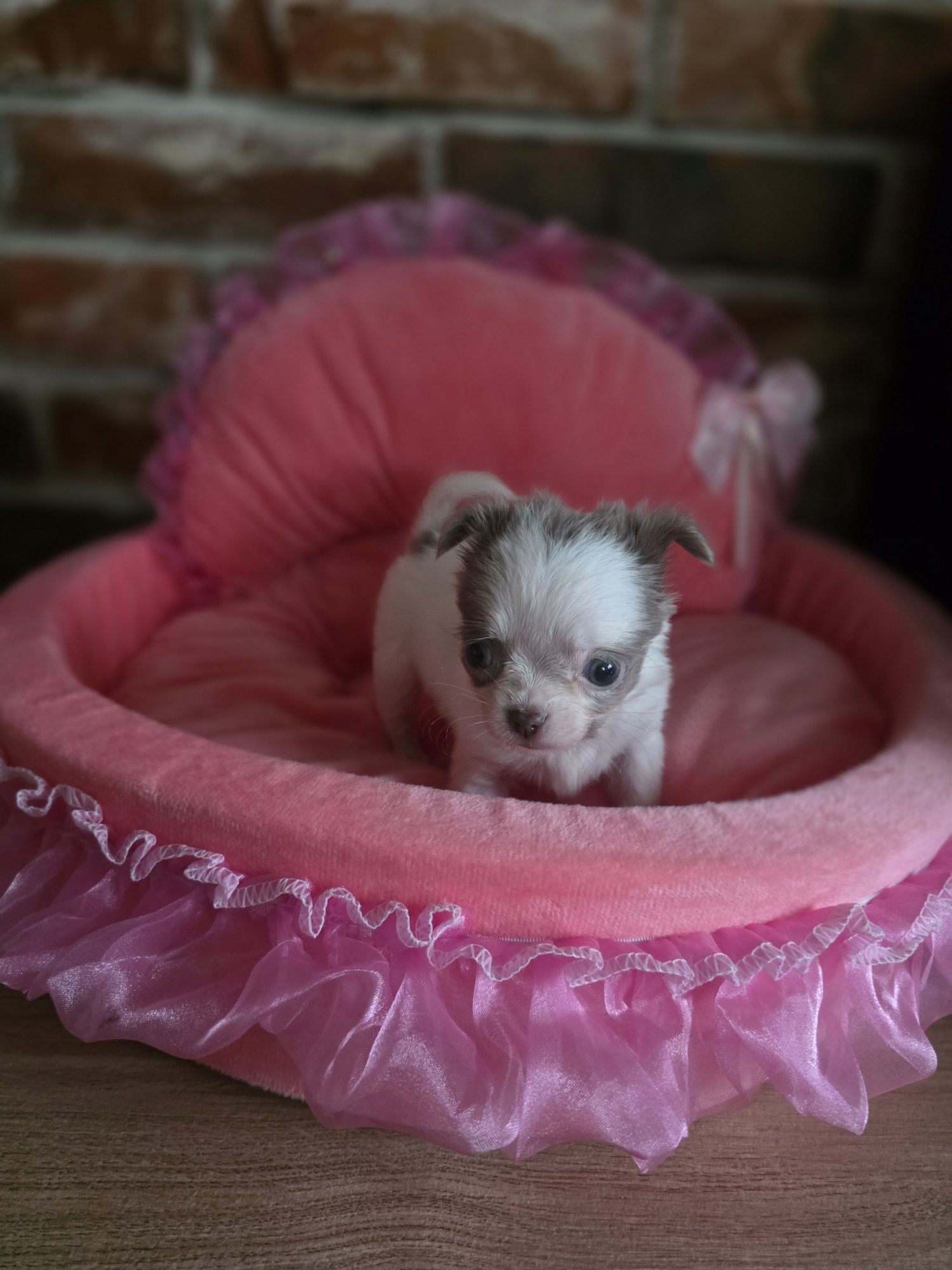 Chihuahua suczka   długowłosa  biało liliowa!