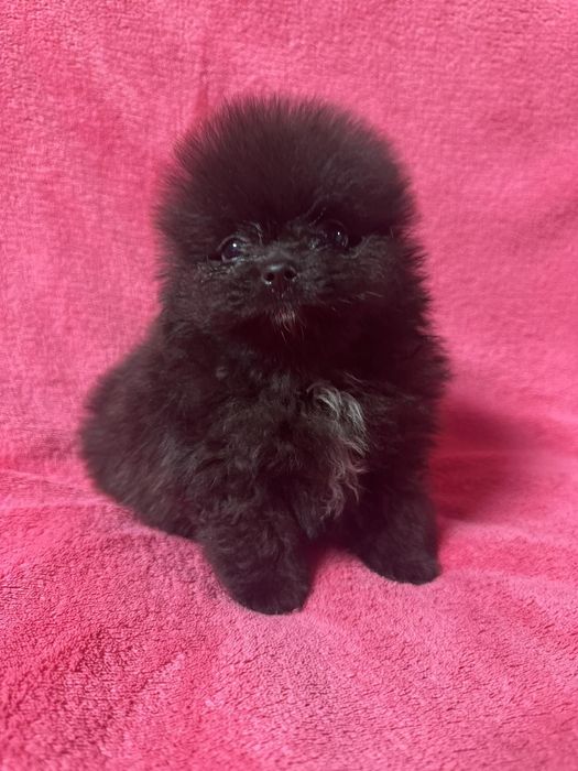 Померанчик хлопчик