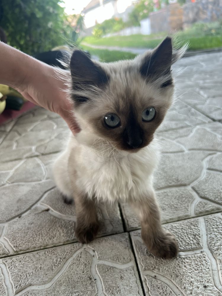 Сіамський котик хлопчик