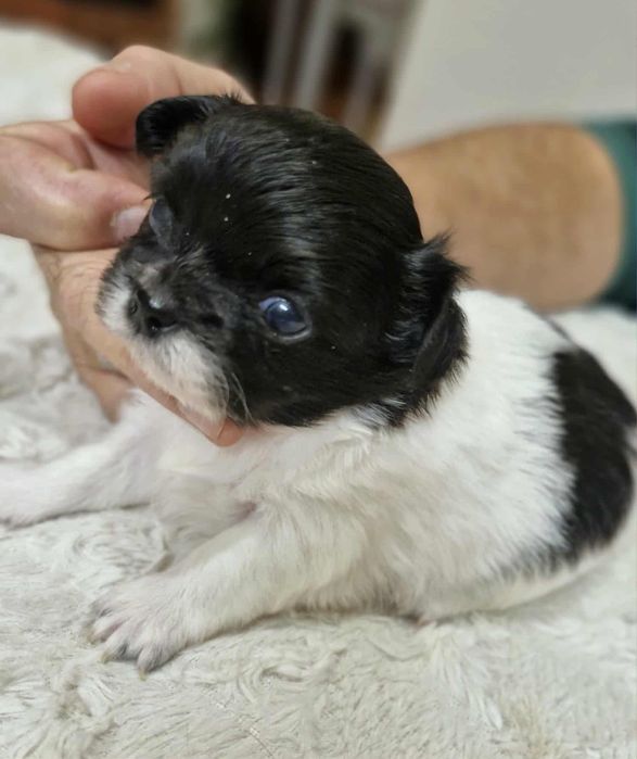 Chihuahua  mini dziewczynka długowłosa Wifika