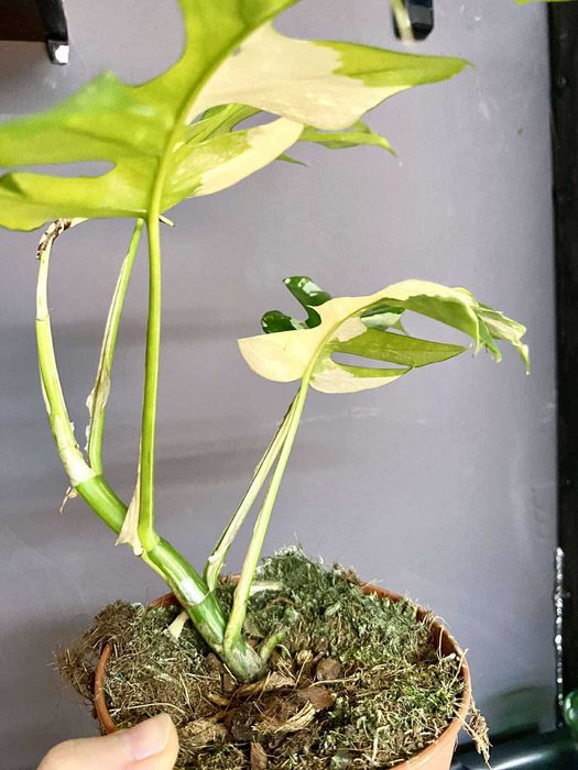 монстера мініма  (тетрасперма рафідофора) варієгатна