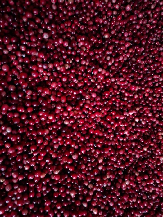 Żurawina bagienna świeża