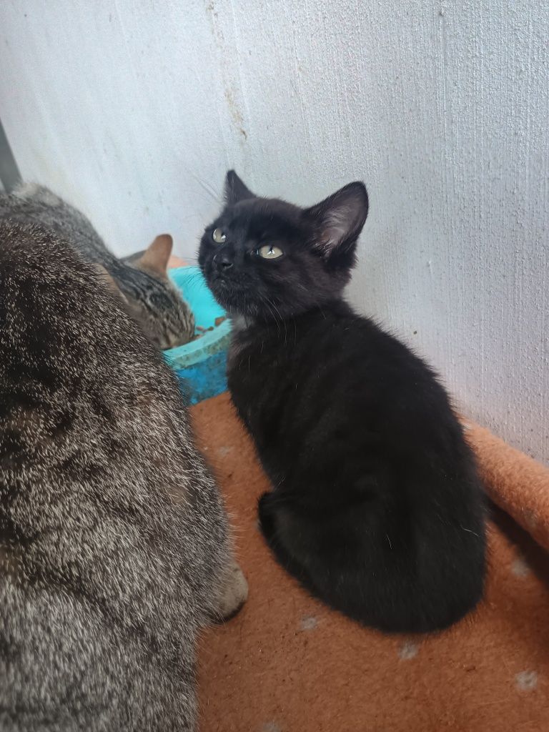 Oddam Kotkę w dobre ręce