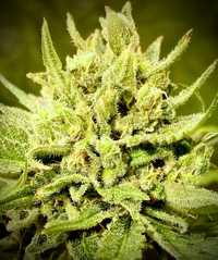 ‼️Automat Easy Sativa 10szt THC Nasiona Marihuany Feminizowane