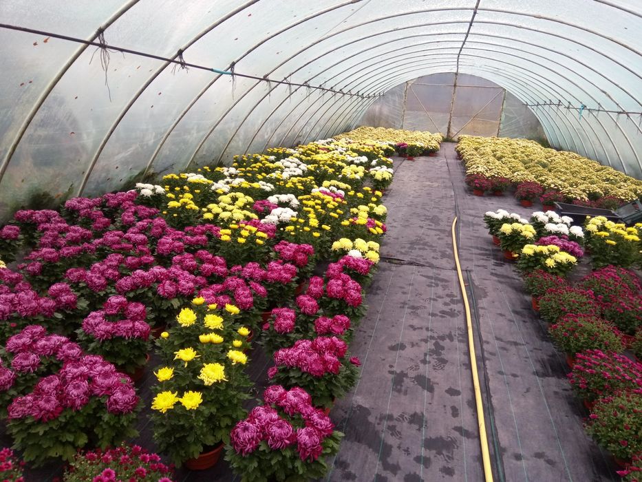 Chryzantemy sprzedam