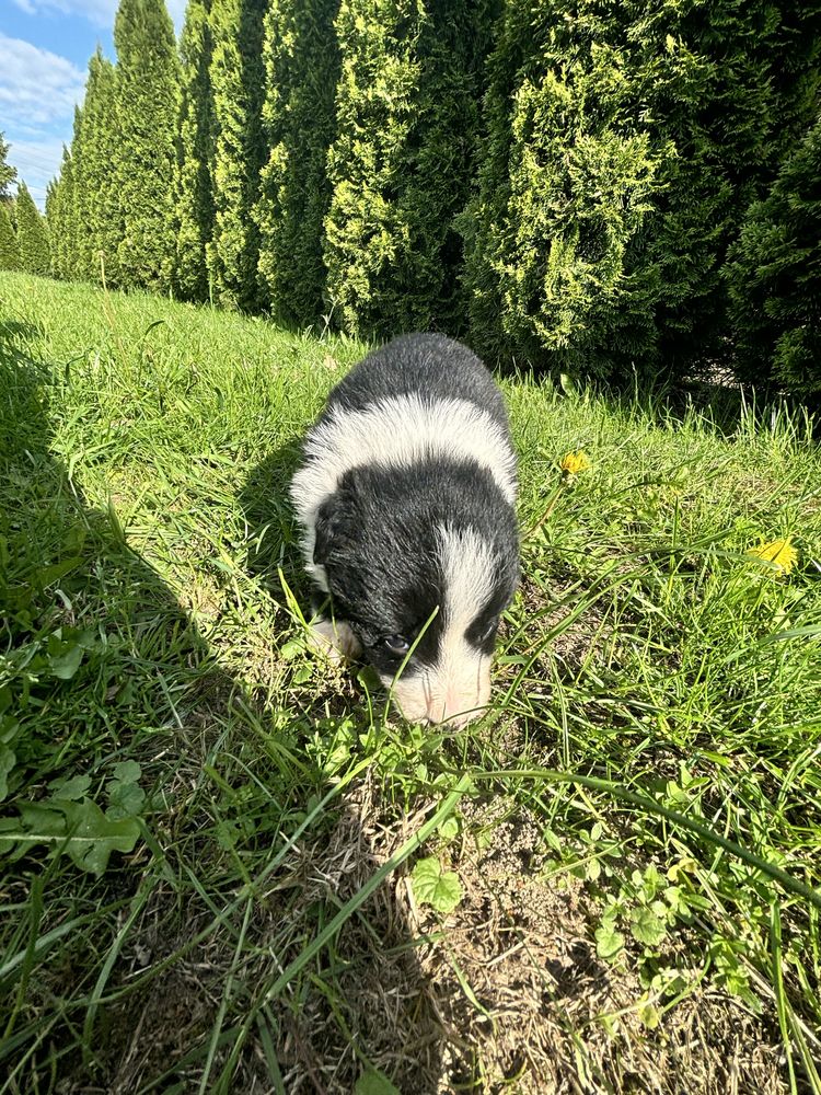 Suczka border collie gotowa do odbioru do domku