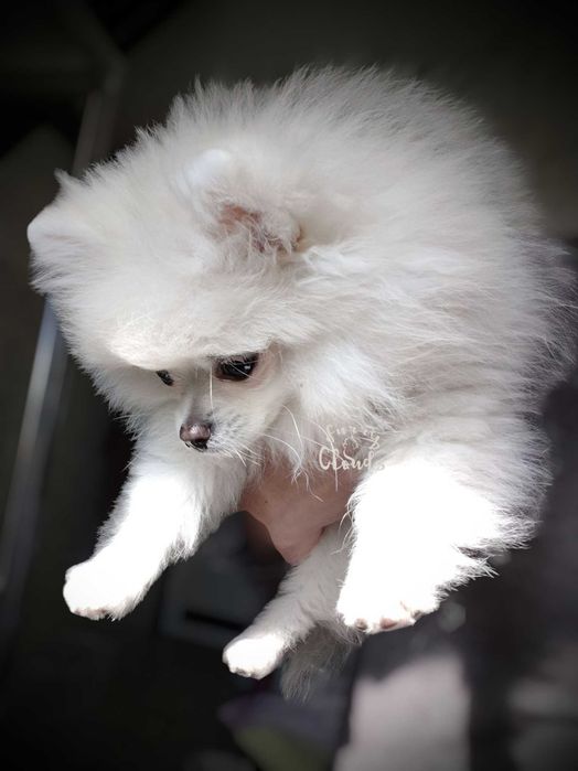 Pomeranian Szpic miniaturowy ZKwP/FCI suczka