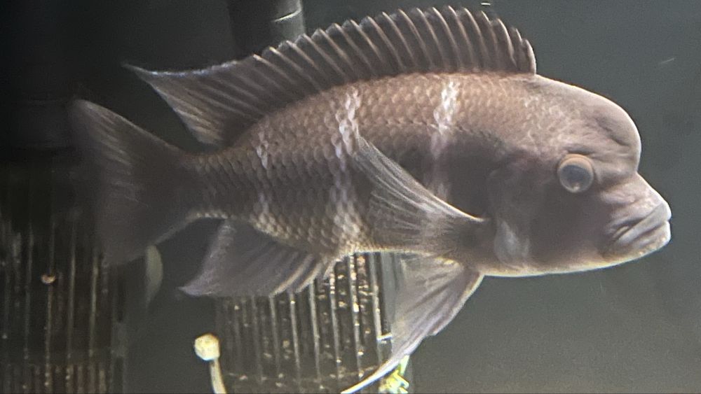 Ciclideos africanos do lago Tanganika