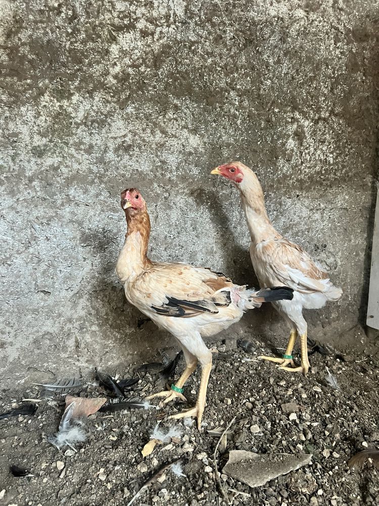 Pekins, indios gigantes e preta lusitanica