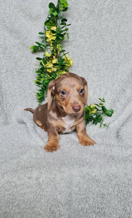 Teckel Chocolate Arlequim mini de Qualidade