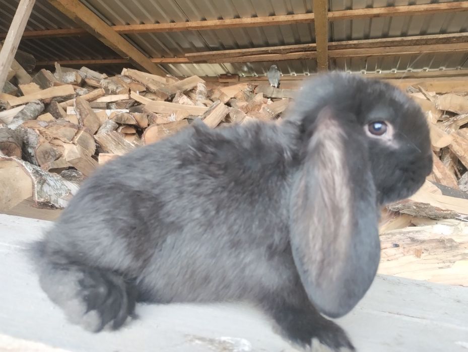 Sprzedam młode barany francuskie różne kolory