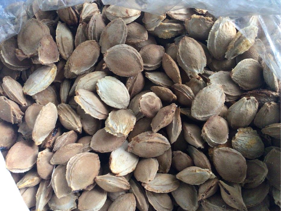 Кісточка абрикоса