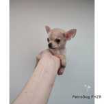 Piesek Chihuahua 450g ! Gotowy do odbioru psie cudo