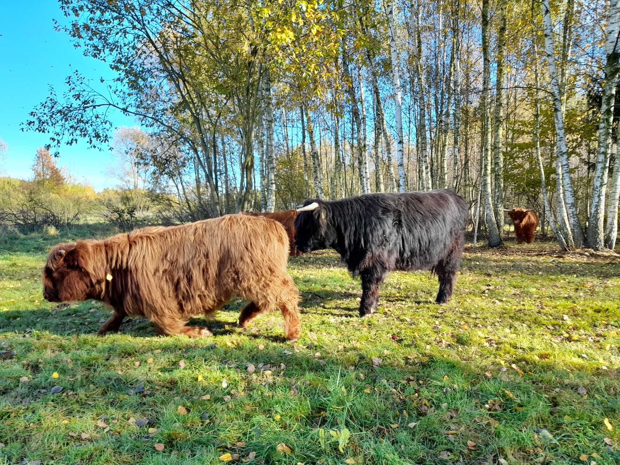 bydło szkockie HIGHLAND CATTLE jałówki/byczki