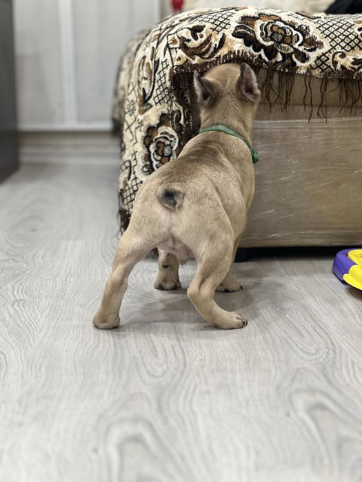 Французики карапузики