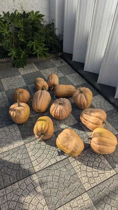 Abóbora menina (bolina) - agricultura biológica