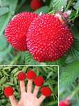 Тібетська малина розолистна Мяо-Мяо (Rubus Rosaefolius) саджанець