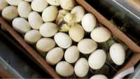 Яйца инкубационные,ломан браун,вайт,доминант,несушка