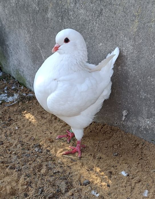 King kingi samica
