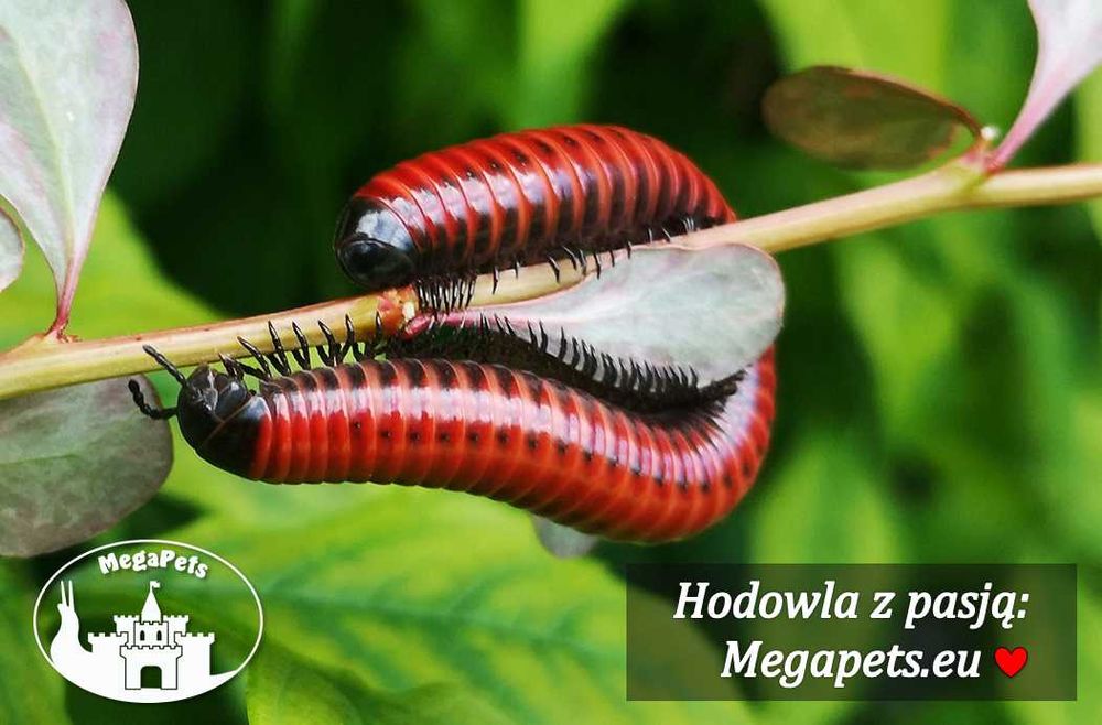Centrobolus sp. Mosambik Wije Modliszki Prosionki Skoczogonki Ślimaki