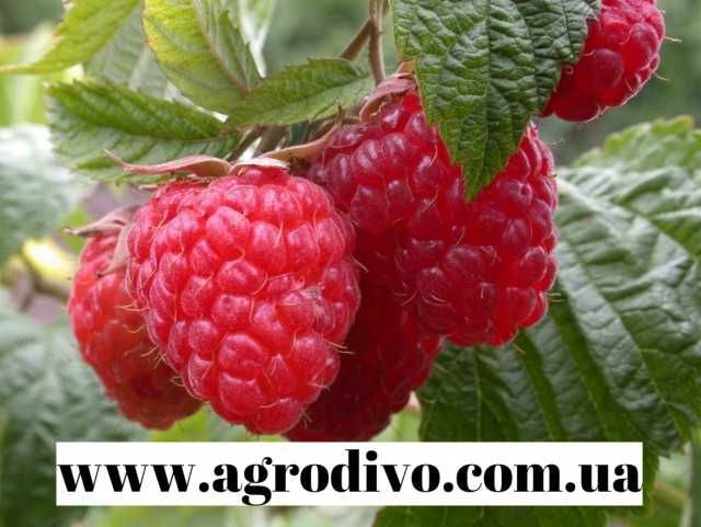 Саджанці плодових дерев, кущів, троянд на agrodivo.com.ua