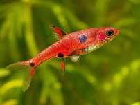 Razbora maculata  plamista - Sklep Zoologiczny