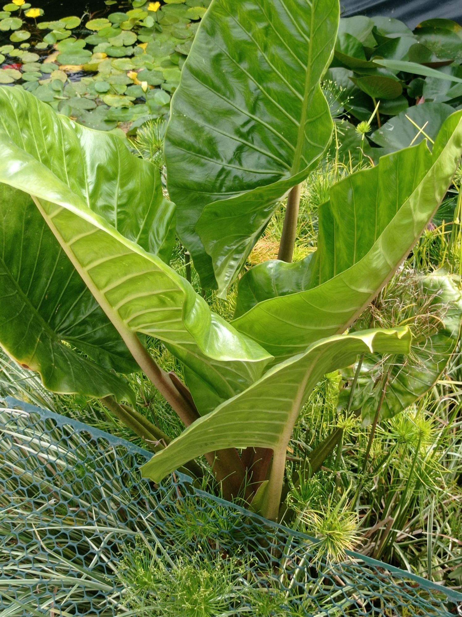 Disponível Thalia dealbata e Colocasia