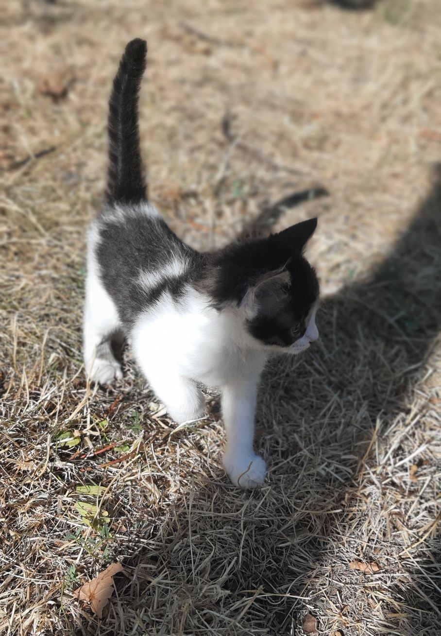 Кошеня,1.5 місяці.Безкоштовно