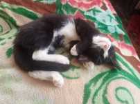 Котик шукає родину