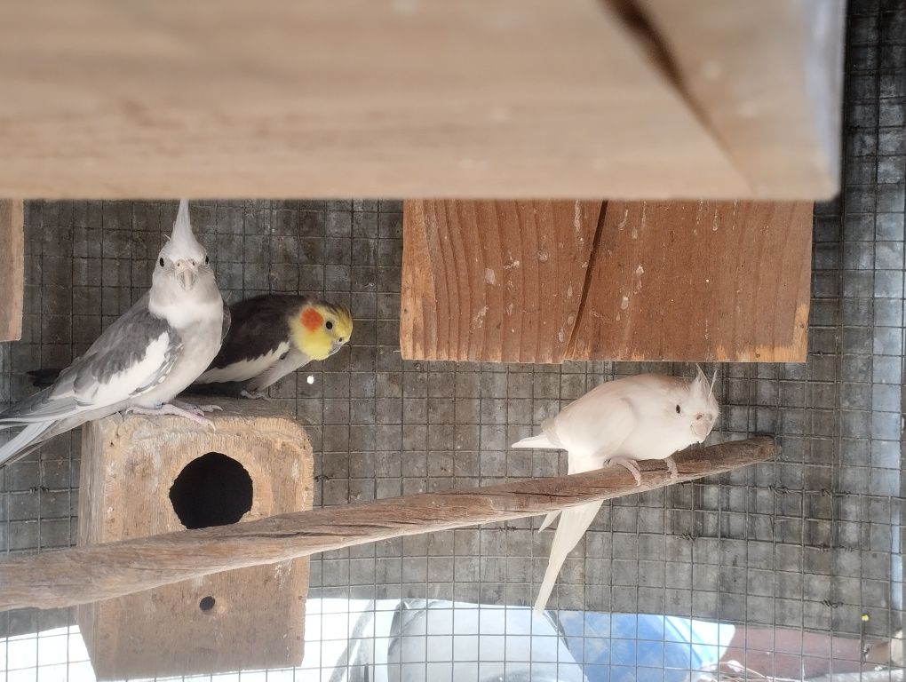 Vendo 2 casais de caturras e um casal de agapórnis