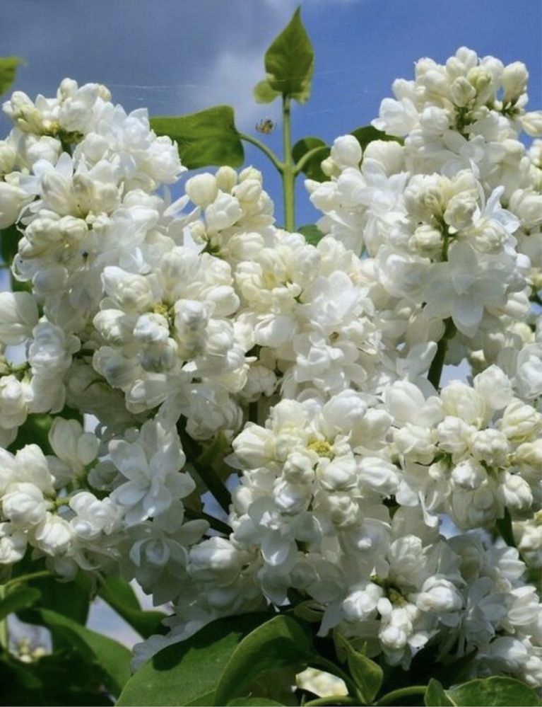 Бузок білий махровий, блакитний