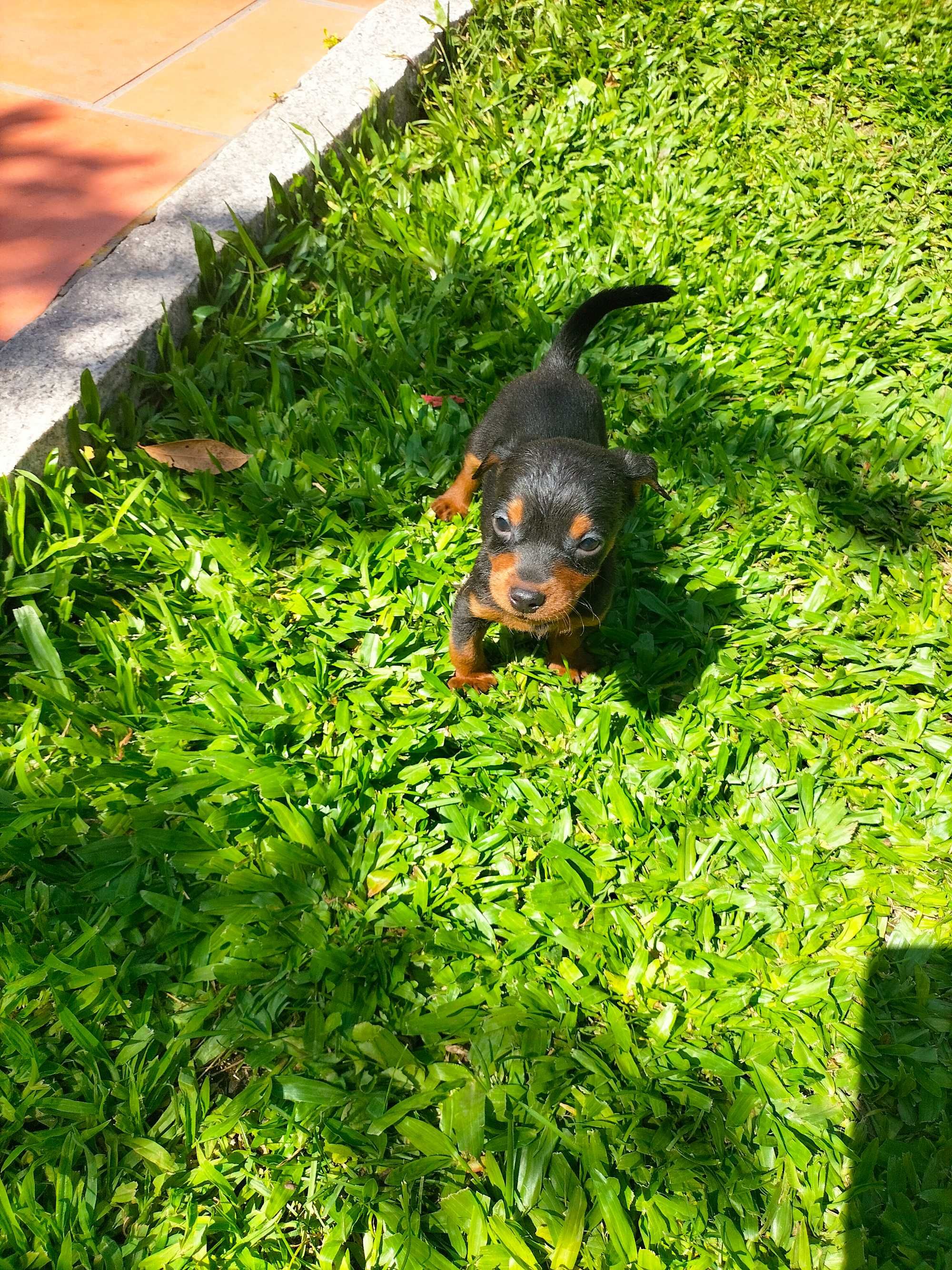 Pinscher mini macho