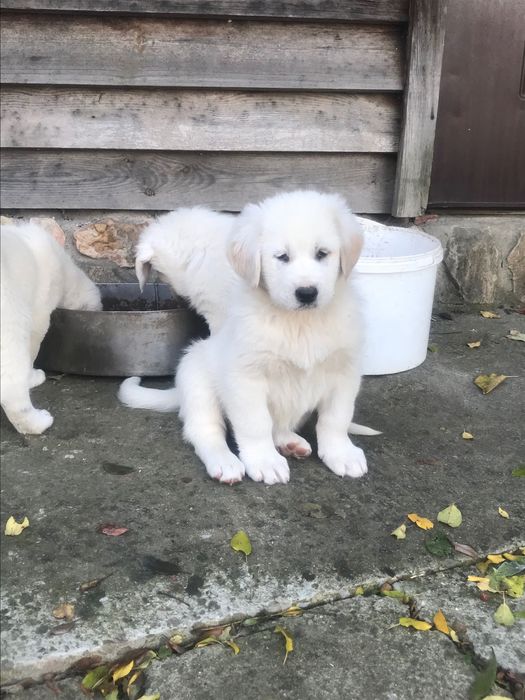 Za darmo owczarki srodkowo azjatyckie  9 tygodniowe