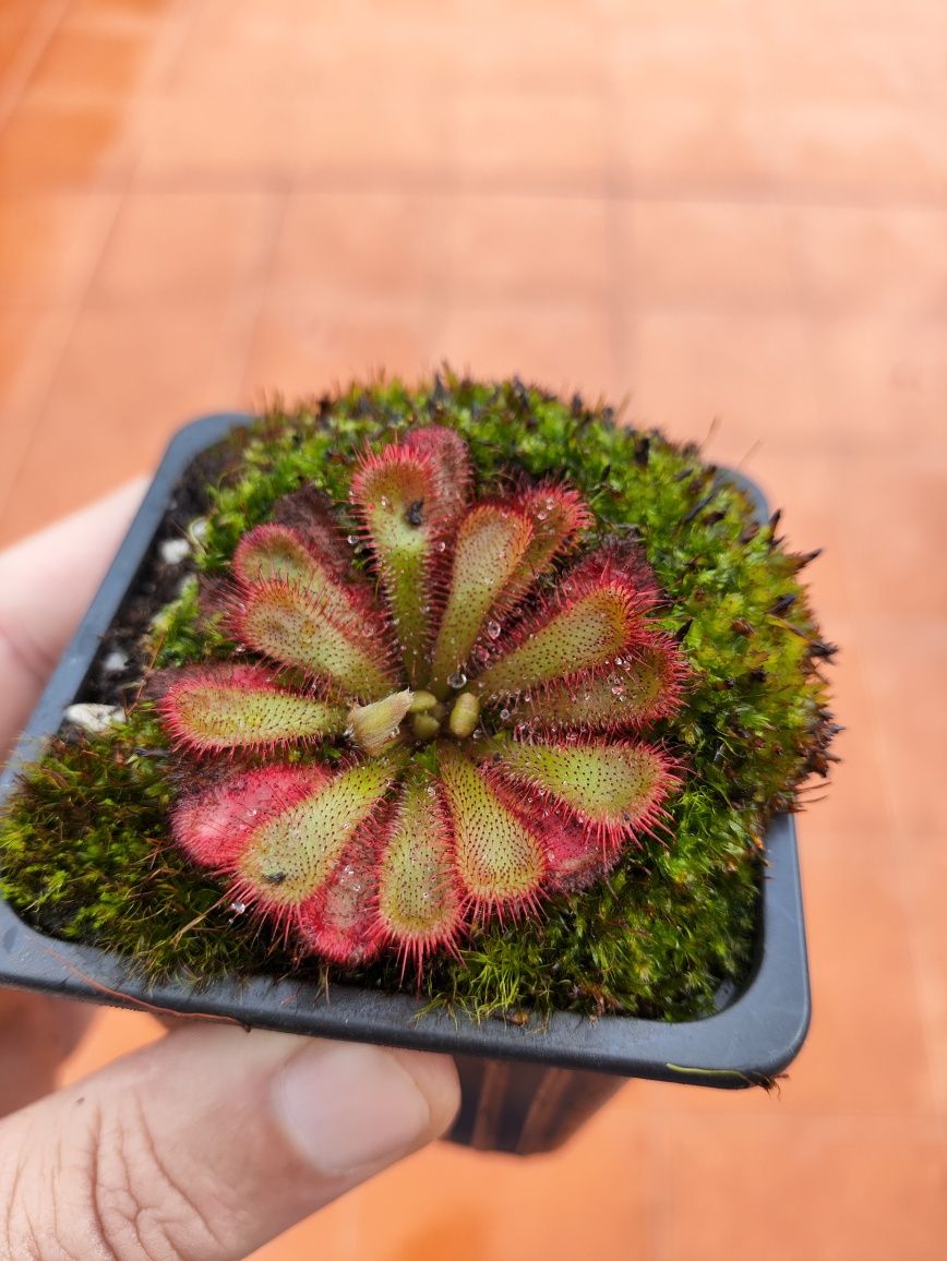 Drosera aliciae, planta carnívora