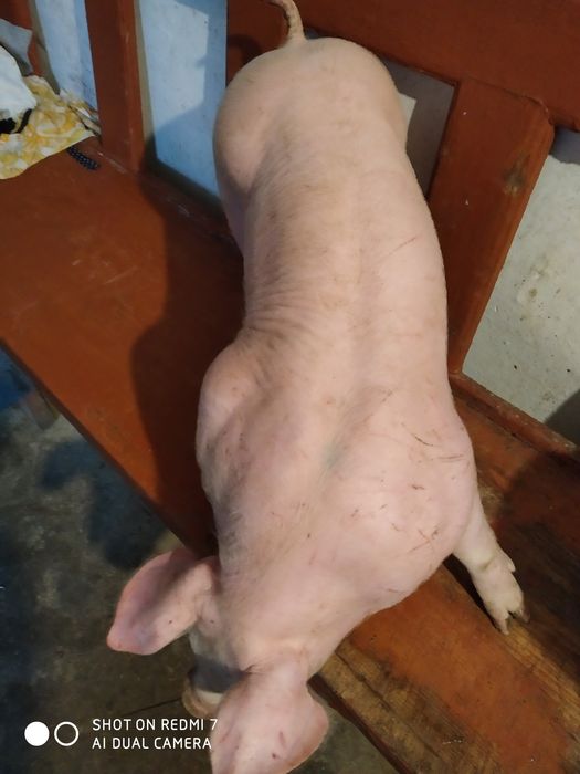 Продам поросята  породасті