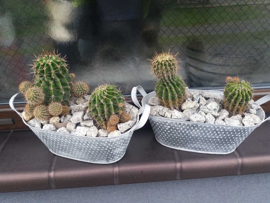 Kaktus kaktusy doniczkowe cena za 1 szt wraz z doniczką