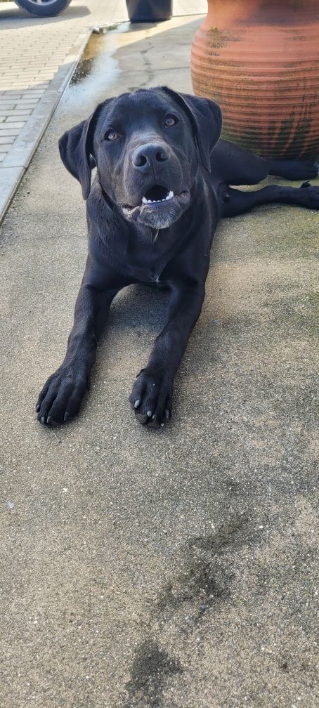 Cachorro para doação com vacinas e chip