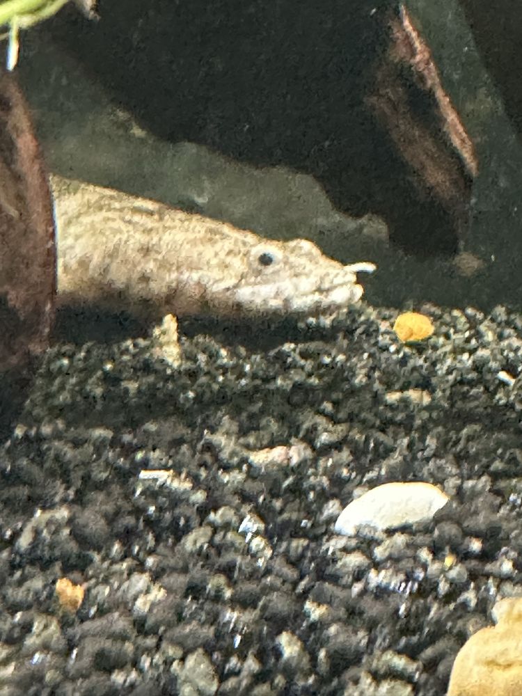 Oscar e polypterus endlicheri