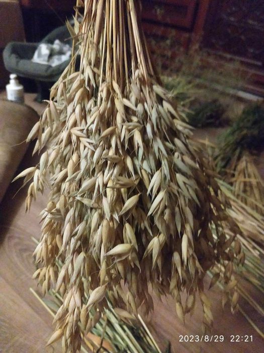 Колоски пшениці без стебел  сухоцвіти для декору та композицій