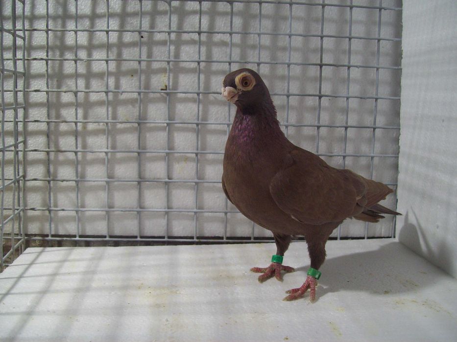 Brodawczak , brodawczaki