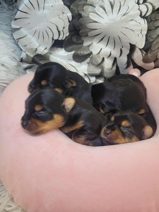 Yorkshire Terrier piesek