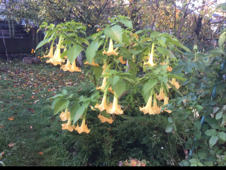 Бругмансія або труби ангела рожева та жовта