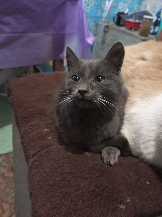 Хлопчик, приблизно 5-6 місяців